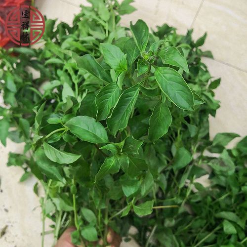 这种在潮汕被拿来炒菜当配菜的植物_药用价值居然这么高！(羅勒潮汕配菜)