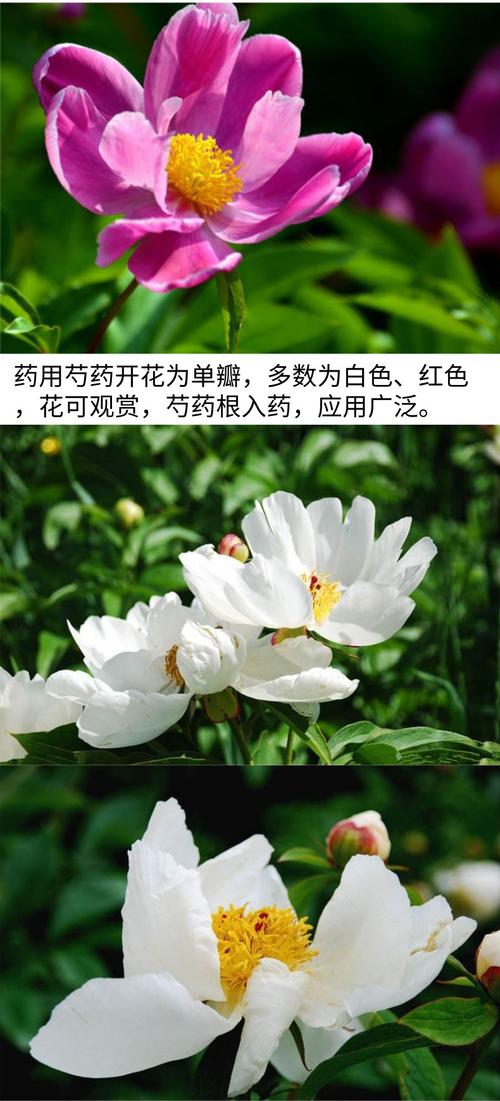 中药奇材白芍_主治头痛眩晕_还有美容护肤之功效(白芍眩暈功效)