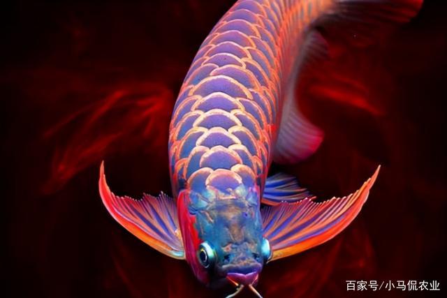 小哥兼职给鱼做“美容”10分钟挣1千_一不留神倾家荡产_你敢吗(小哥龍魚美容)