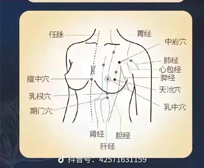 健康科普汇#【胸腹部保健刮痧——减肥塑身效堪奇】(胸腹臟腑任脈)