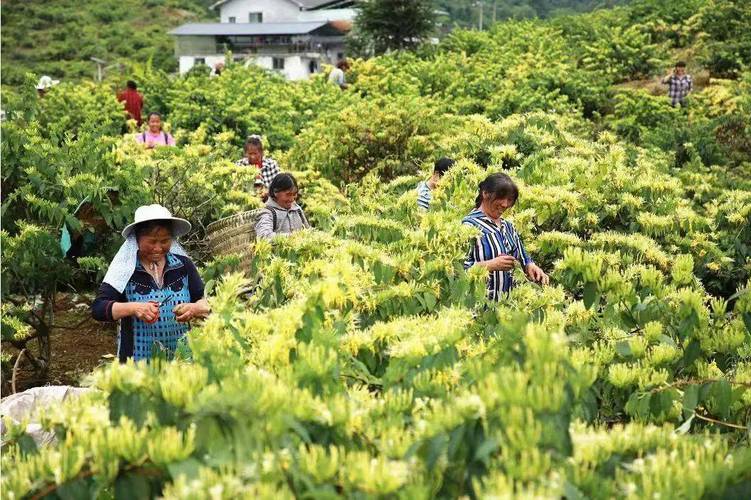 遵义医学院药学院研制了60余种金银花增值产品(醫學院多糖綏陽)